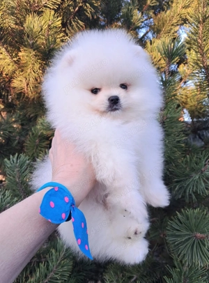 Pomeranian spitz  fata si baiat foarte frumos Bucuresti FCI - imagine 3