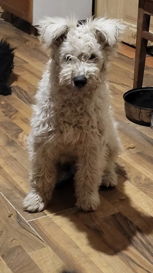 Pui rasa pumi de calitate - imagine 5