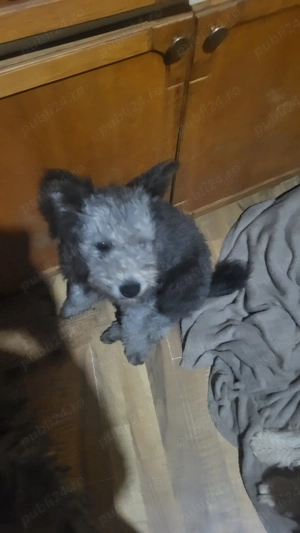 Pui rasa pumi de calitate - imagine 4