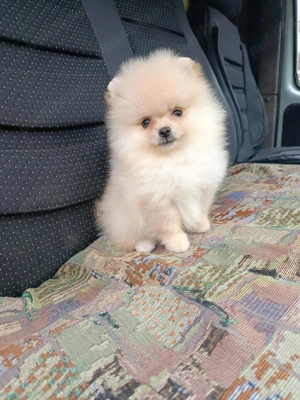 Pomeranian fata Bucuresti  - imagine 2