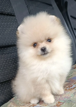 Pomeranian spitz fata Bucuresti 