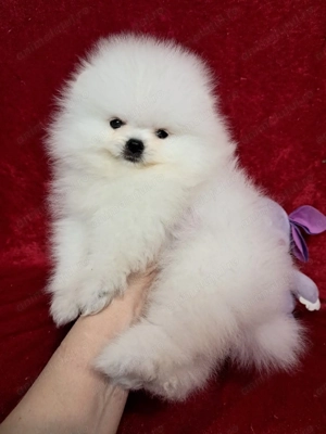 Pomeranian FCI fata baiat alb Bucuresti foarte frumos  - imagine 4