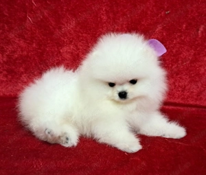 Pomeranian FCI fata baiat alb Bucuresti foarte frumos  - imagine 3