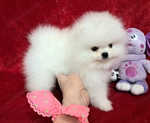 Pomeranian FCI fata baiat alb Bucuresti foarte frumos  - imagine 2