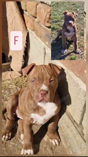 Cățeluși Amstaff  - imagine 2