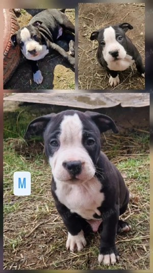 Cățeluși Amstaff  - imagine 4