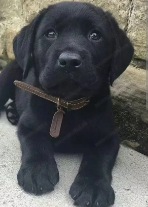 Labrador retriever 900 lei