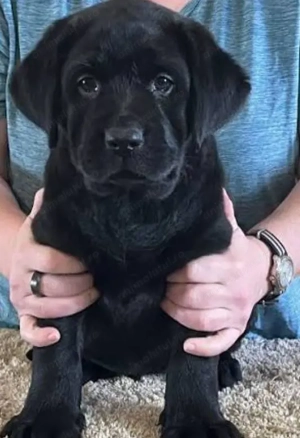 Labrador retriever fetițe și baietei 900 lei