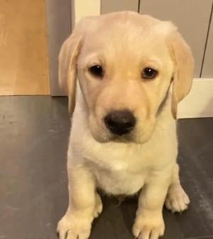 Labrador retriever 1000 lei