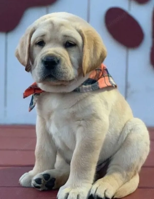 Labrador retriever fetițe și baietei