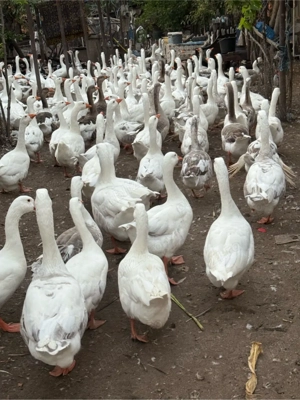 vand oua de gasca - imagine 4