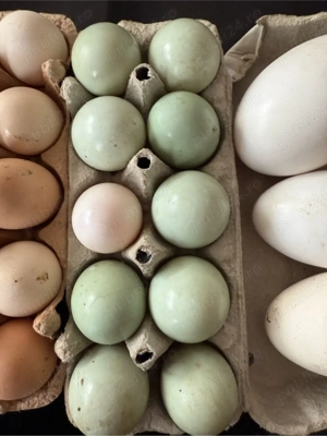 vand oua de gasca - imagine 3