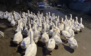 vand oua de gasca - imagine 2