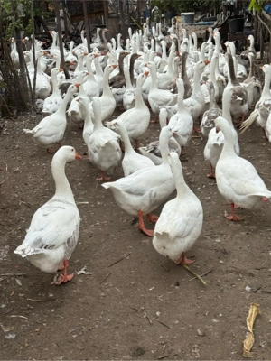 vand oua de gasca - imagine 5