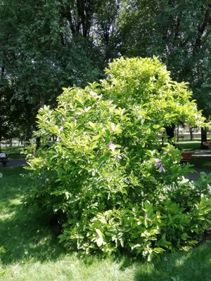 Se vinde Loc de Veci 