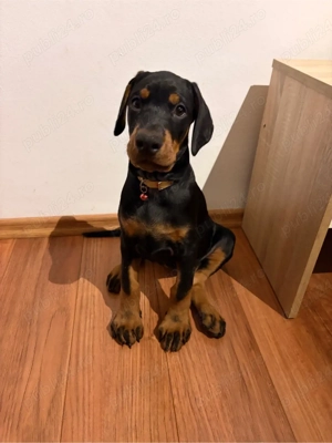 Pui Dobermann