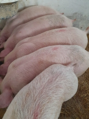 soldani pik 500 lei  - imagine 3