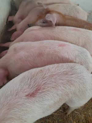 soldani pik 500 lei  - imagine 4