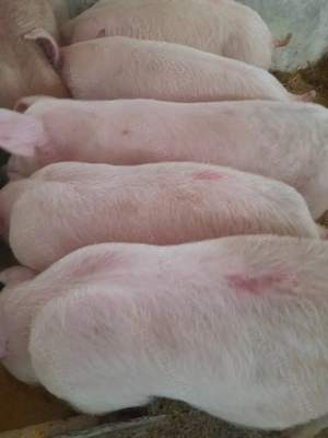 soldani pik 500 lei  - imagine 2