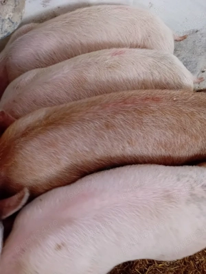 soldanei pik 500 lei - imagine 2