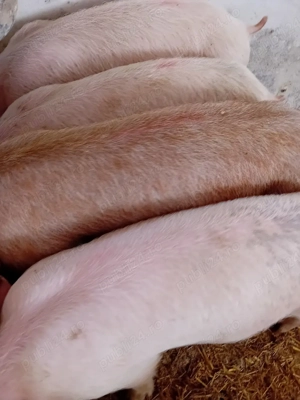 soldanei pik 500 lei