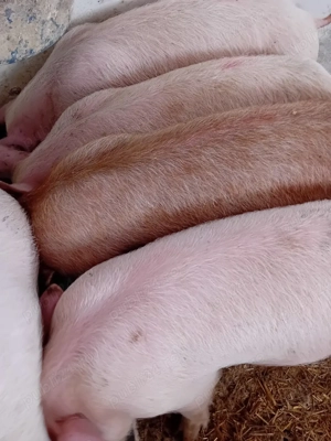 soldanei pik 500 lei - imagine 4