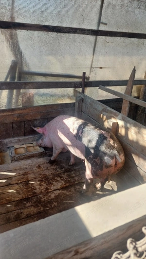 Scrofite, scroafe de presila sau taiat - imagine 2