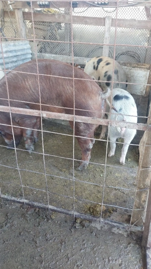 Scrofite, scroafe de presila sau taiat - imagine 3