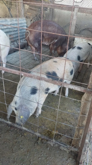 Scrofite, scroafe de presila sau taiat - imagine 5