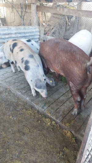 Scrofite, scroafe de presila sau taiat - imagine 4