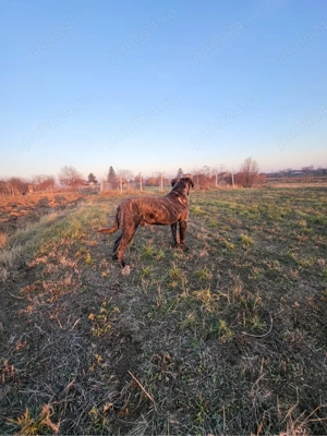 Disponibila catelusa CaneCorso - imagine 2