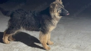 Femela ciobanesc germani