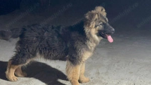 Femela ciobanesc german