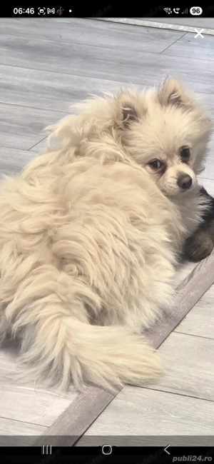 Pomeranian alb tip ursulet - imagine 3