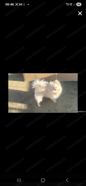 Pomeranian alb tip ursulet - imagine 4