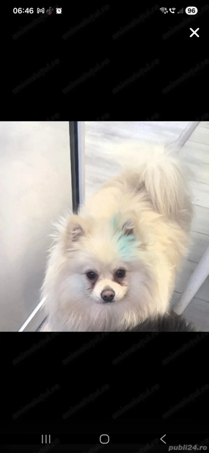 Pomeranian alb tip ursulet