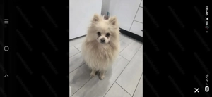 Pomeranian alb tip ursulet - imagine 2