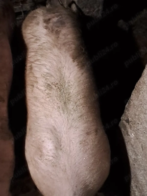 Scrofiță reproducție  - imagine 2