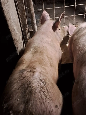 Scrofiță reproducție  - imagine 3