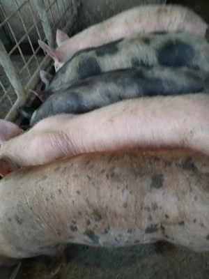 Grasunei de vânzare.  - imagine 5