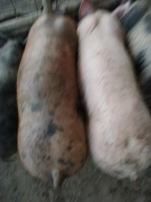 Grasunei de vânzare.  - imagine 3