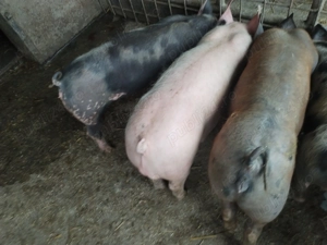 Grasunei de vânzare.  - imagine 2