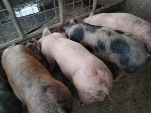 Grasunei de vânzare.  - imagine 4