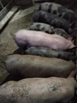 Grasunei de vânzare. 