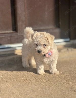 Vând Bichon  - imagine 2