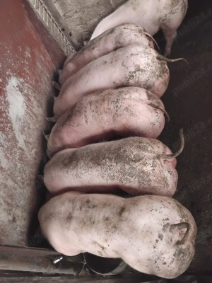 Caută altă casă  - imagine 2