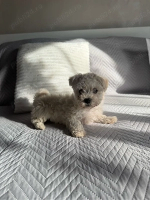 Vând Bichon  - imagine 3