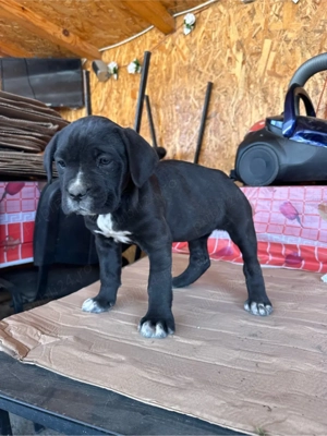 Disponibila catelusa CaneCorso - imagine 5