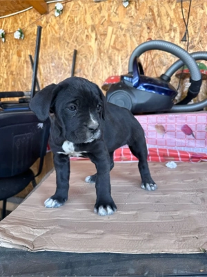 Disponibila catelusa CaneCorso - imagine 4