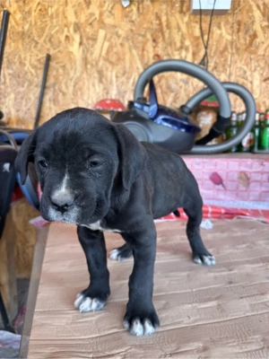 Disponibila catelusa CaneCorso - imagine 3